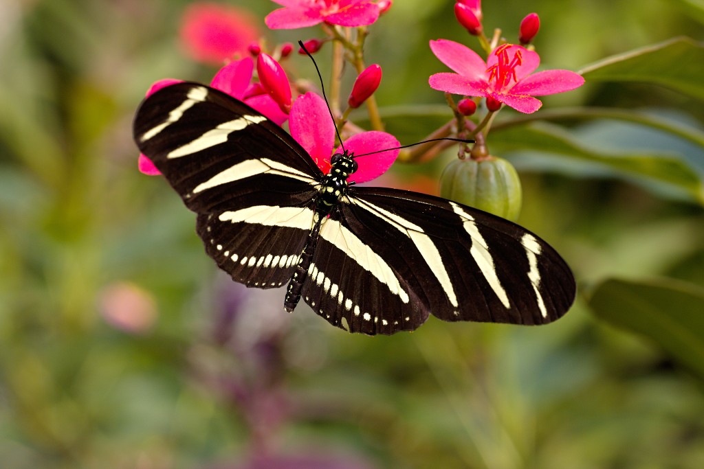 vlinder vlinders hdr insect insecten nederland uitheems Lepidoptera rups rupsen vlindertuin natuur